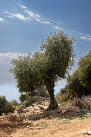 Big olive trees garden, covering a hill above the sea. Olives as an important agricultural product. Blue sky with white clouds. Giola lagoon, Tassos (Thassos) island, Greece.の写真素材