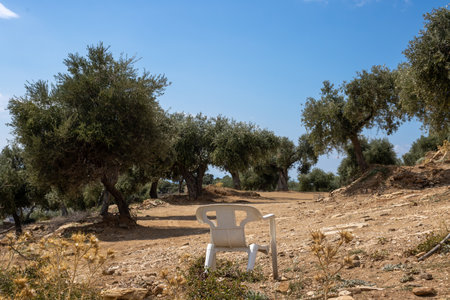Big olive trees garden, covering a hill above the sea. Olives as an important agricultural product. Old, partly broken white chair. Blue sky with white clouds. Giola lagoon, Tassos (Thassos), Greece.の写真素材