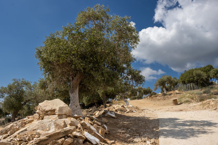 Big olive trees garden, covering a hill above the sea. Olives as an important agricultural product. Gravel road. Blue sky with white clouds. Giola lagoon, Tassos (Thassos) island, Greece.の写真素材