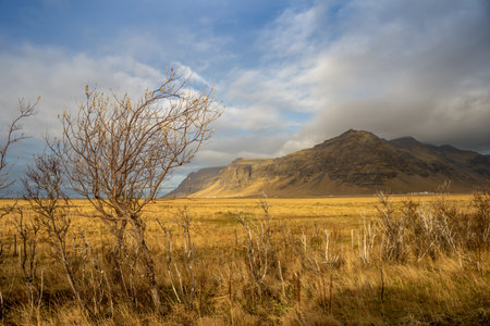 View on the autumn meadow in the sunshine. Small trees in the foreground. Mountain in the background. Blue sky with white clouds. Onundarhorn, south Iceland.の写真素材