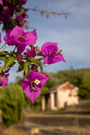 Fresh blossom of bougainvillea, bright pink color. Old building in a park in the background. Spring in north of island Corfu, Greece.の写真素材