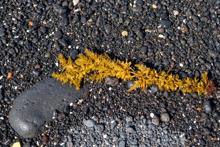 Mostly black pebbles on the beach of the Atlantic ocean. Yellow sea weed washed out from the water. Sunny day. Lanzarote, Canary Islands, Spain.の写真素材
