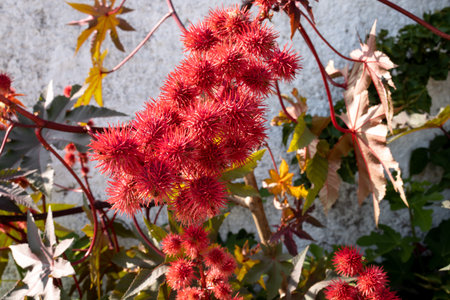 Ricin plant of bright red color, growing in a garden. Paralia Agios Spirodonas, Corfu, Greece.