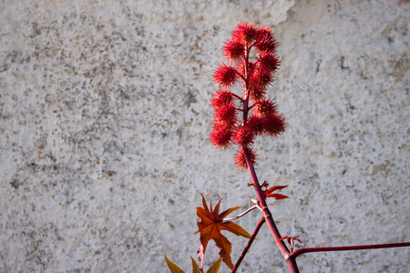 Ricin plant of bright red color, growing in a garden. Paralia Agios Spirodonas, Corfu, Greece.の写真素材