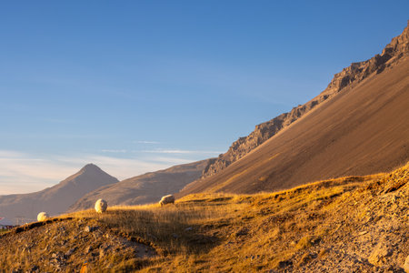 Mountains covered by yellow autumn vegetation: grass, moss and lichen. Bright blue sky, light clouds on the horizon. Three sheep on a pasture. East Iceland.の写真素材