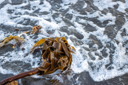 Seaweed on the beach of Atlantic ocean. Pebbles in the background. rea of Westfjords, Isafjordur, Iceland.の写真素材