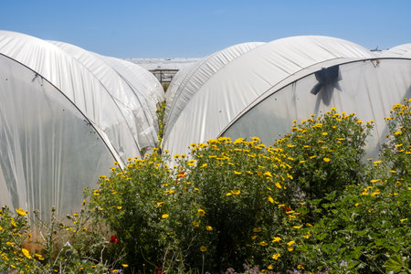 Curves of the construction of the greenhouse, covered by white foil. Many blooming wild flowers around. Bright blue sky in the spring. West Sicily, Italy.の写真素材