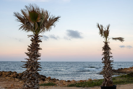 Two palms with damaged leaves from the wind, growing on the beach of Mediterranean sea. Calm mood at the sunrise, colored sky. Spiaggia Sibilliana, Marsala, Sicily, Italy.の写真素材