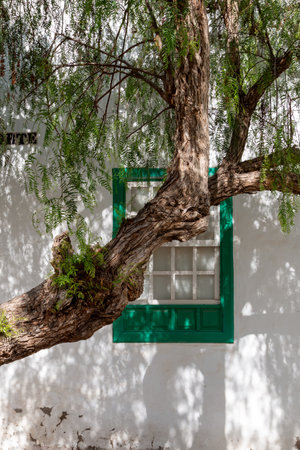 White architecture, typical for the island. Green doors and windows. Respect to the nature, old trees between the buildings. Blue sky with white clouds. Teguise, Lanzarote, Canary Islands, Spain.の写真素材