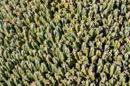 Various shapes, colors and sizes of the cactuses and succulents in the Cactus Garden . Guatiza, Lanzarote, Canary Islands, Spain.の写真素材