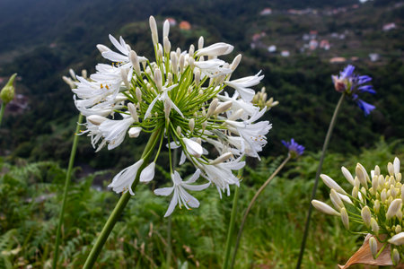White Agapanthus growing in the nature. Valley and houses of a village in the blurry background. , Madeira, Portugalの写真素材