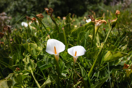 Fresh green meadow in the spring. Bright white Zantedeschia growing and blooming wild in the nature. Levada das 25 fontes  Rabacal, Paul da Serra, Madeira, Portugal.の写真素材