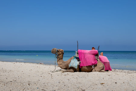 Camel relaxing before a ride for tourists on the beach of Mediterranean sea. Sunny summer day with a...