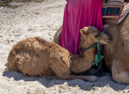 Camels relaxing before a ride for tourists on the beach of Mediterranean sea. Sunny summer day with a blue sky.  Djerba, Tunisia, Africa.の写真素材