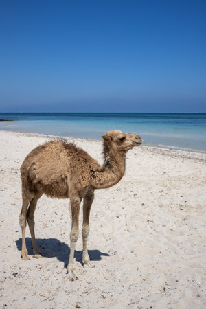 Baby camel growing up on the beach of Mediterranean sea. Parents on  ride with tourists. Sunny summer day with a blue sky.  Djerba, Tunisia, Africa.の写真素材