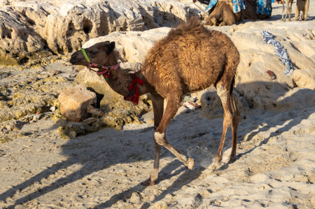 Baby camel in the sand of a beach of Mediterranean sea. Sunny summer day. Djerba, Tunisia, Africa.の写真素材