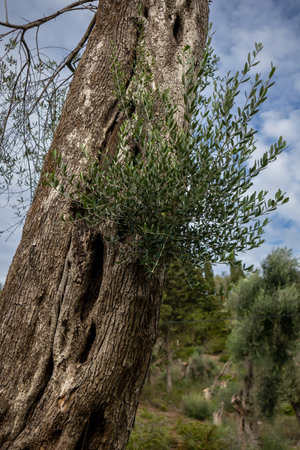Old olive trees in a garden. Structured old trunk with fresh new twigs. Corfu, Greece.の写真素材