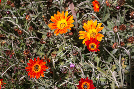 Dimorphotheca sinuata growing wild  in the nature. Yellow and orange combination of the blossoms. Levada das 25 fontes  Rabacal, Paul da Serra, Madeira, Portugal.の写真素材