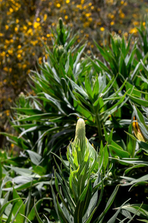 Buds of Echium growing wild in the nature. Levada das 25 fontes  Rabacal, Paul da Serra, Madeira, Portugal.の写真素材