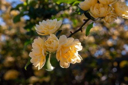Detail of yellow roses, growing in the nature. Madeira, Portugal
