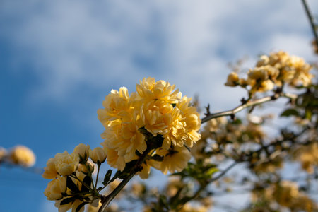 Detail of yellow roses, growing in the nature. Madeira, Portugalの写真素材