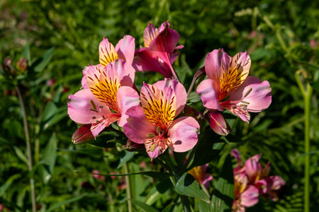 Alstroemeria pink-purple blossom with yellow details, growing in a park among other fresh vegetation. Madeira, Portugalの写真素材