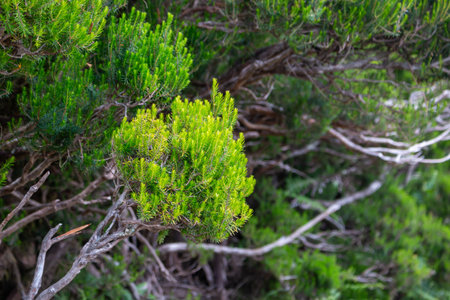 Bush of Erica growing in the nature. Old twigs with fresh newの写真素材