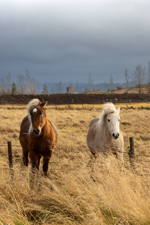 Horses on a pasture in the autumn country. Trees in the background. Cloudy sky. Hamraendar, Icelandの写真素材