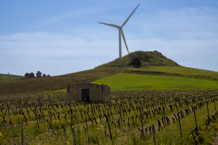 Vineyard with a small house. Three wind turbines on the hill. Blue sky with white clouds in the spring. Area of Salemi, centre of the island Sicily, Italy.の写真素材