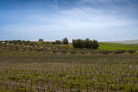 Centre part of the mediterranean island with its fields with vineyards and other plants. Blue sky with light white clouds. Everything green and fresh in the spring. Area of Salemi, Sicily, Italy.の写真素材