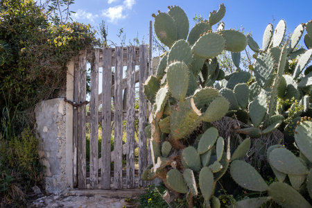 Big leaves of opuntia cactus with new sprouts in the spring. Part of a fence. Simple old wooden gate...