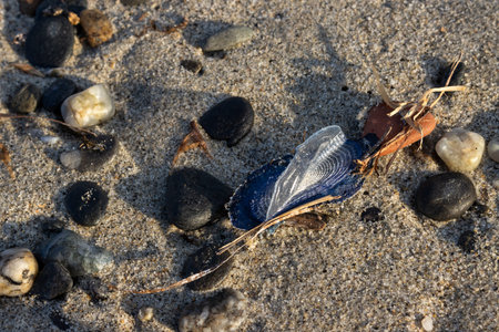 Velella velella on the beach of the Tyrrhenian (Mediterranean) sea in the light of the early sunset. Villafranca, Sicily, Italy.の写真素材