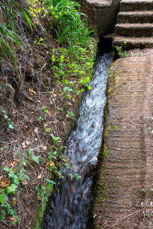 Detail of levada - natural water channel, lined by fresh greenery. Levada do Moinho, Madeira, Portugal.の写真素材