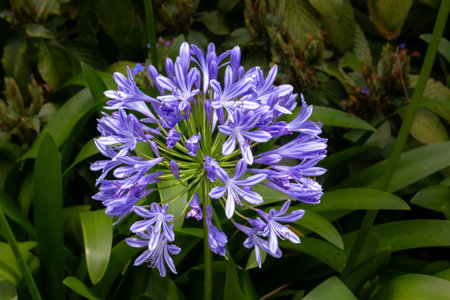 Blue variety of Agapanthus africanus, growing in a flower bed outdoor. Fresh leaves around the flower. Botanical garden in Canico, Madeira, Portugal.の写真素材