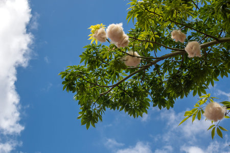 Twig of a tree Ceiba pentandra with cotton like  fruits in the spring. blue sky with white clouds in the background. Botanical garden in Canico, Madeira, Portugal.の写真素材