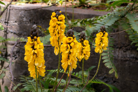 Bright yellow blossoms of Senna in the botanical garden. Fresh flowers and leaves in the spring. Botanical garden in Canico, Madeira, Portugal.の写真素材