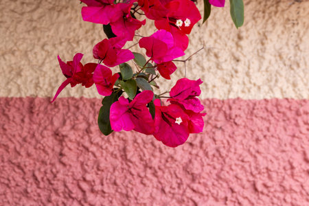 Bright pink (magenta) blossoms of plant Bougainvillea in the nature. Two tones of pink wall in the...