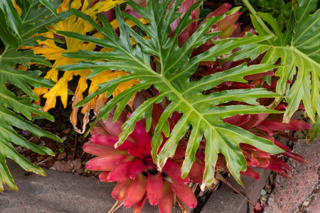 Big structured leaves of Philodendron. Red bromelias in the background. Yellow dry leaf creating a...