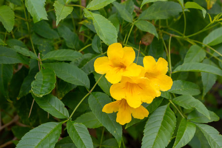 Bright yellow blossoms of Tocoma in the botanical garden. Fresh flowers and leaves in the spring....