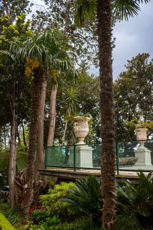 Fresh plants and trees, growing in a botanical garden in a spring. Tropical botanical garden Monte, Funchal, Madeira, Portugal.の写真素材