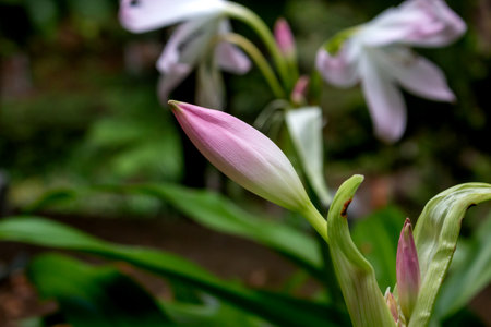 Light rose bud of amarylis, growing and blooming outdoor, among bright greenery. Tropical botanical garden Monte, Funchal, Madeira, Portugal.の写真素材
