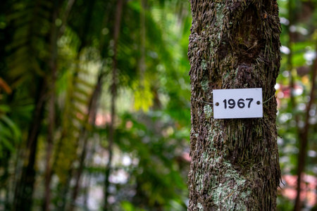 Structured tree trunk with a number 1967 on a white place. Vivid greenery in the background. Topical...