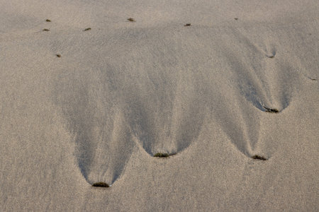 Sand beach in the early evening, when the sun is low. Line of the tide with pieces of algae,...