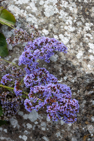 Violet (purple, blue) flowers of Limonium perezii (Sea lavender), growing and blooming in a...