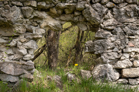 Stone wall - fence of an old abandoned cemetery. Big round hole with a yellow dandelion. Forest on...