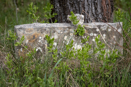 Very old tombstone (deep in the ground) with a traditional piece of stone on the top. Tree trunk in the background. Spring grass and bushes. Trstin, Slovakia.の写真素材