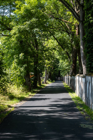 Road under the large trees with bright green foliage in the summer sunlight. Trees growing in the park of castle Struzna, west of Czech republic.の写真素材