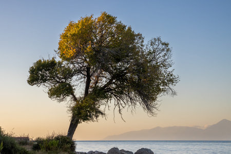 Lonely tree in the sunlight during starting golden hour. Growing on the beach of Ionian sea....