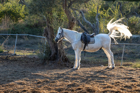Calm olive garden in a late afternoon light. Horse waiting for a ride. Roda, Corfu (Korfu), Greece.の写真素材