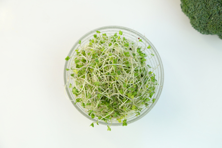 Sprout of the broccoliの写真素材